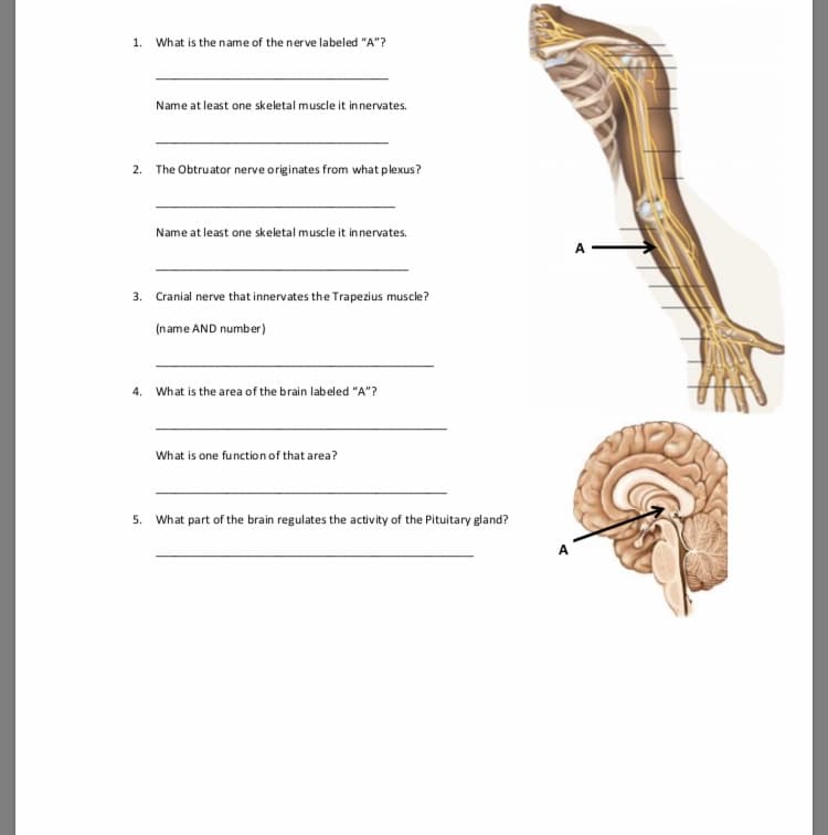1. What is the name of the nerve labeled "A"1?
Name at least one skeletal muscle it innervates.
2.
The Obtruator nerve originates from what plexus?
Name at least one skeletal muscle it innervates.
3.
Cranial nerve that innervates the Trapezius muscle?
(name AND number)
4. What is the area of the brain labeled "A"
What is one function of that area?
5.
What part of the brain regulates the activity of the Pituitary gland?

