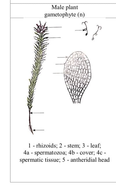 Male plant
gametophyte (n)
f
1 - rhizoids; 2 - stem; 3-leaf;
4a - spermatozoa; 4b - cover; 4c -
spermatic tissue; 5- antheridial head