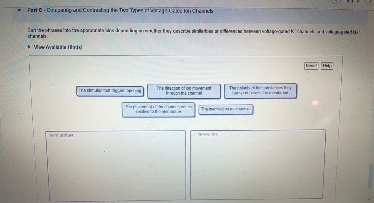 inem 14
Part C- Comparing and Contrasting the Two Types of Voltage-Gated lon Channels
Sort the phrases into the appropriate bins depending on whether they describe similarities or differences between voltage-gated K* channels and voltage-gated Na*
channels.
• View Available Hint(s)
Reset Help
The polarity of the substances they
transport across the membrane
The direction of ion movement
The stimulus that triggers opening
through the channel
The placement of the channel protein
relative to the membrane
The inactivation mechanism
Similarities
Differences
