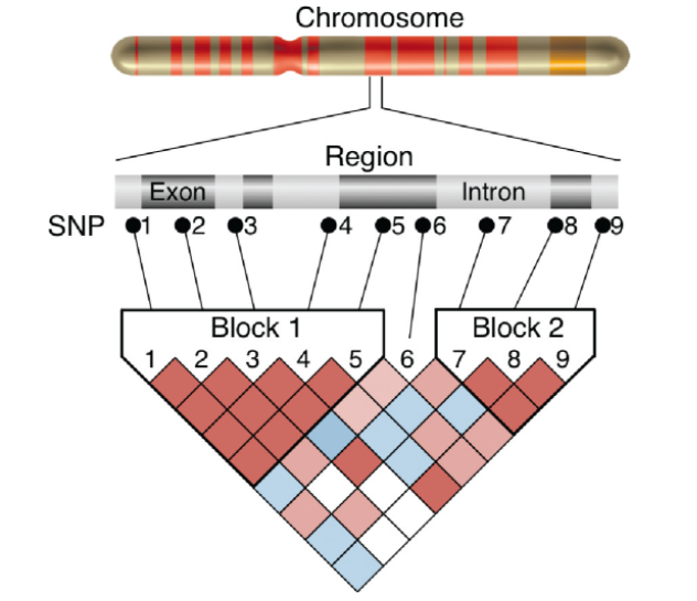 Chromosome
Region
Exon
Intron
SNP
1
2 03
94
05 06
07
98 99
Block 1
Block 2
1
2
3
4
5
67
89
LO
