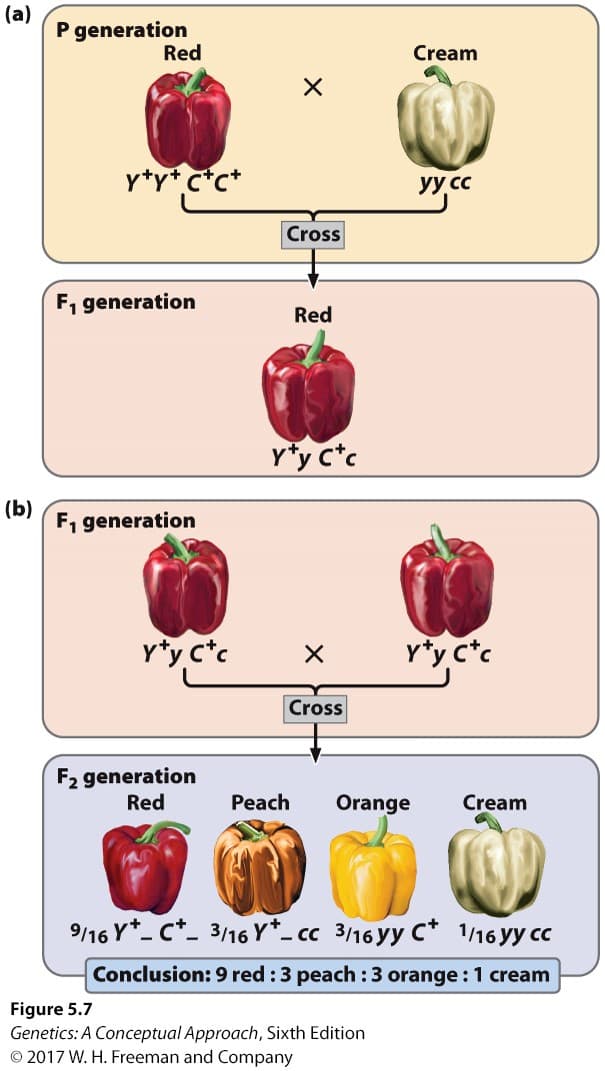 (a)
P generation
Red
Cream
y*y*c*c*
yy cc
Cross
F, generation
Red
Y*y c*c
(b)
F, generation
y*y c*c
X Y*y c*c
Cross
F2 generation
Red
Peach
Orange
Cream
9/16 Y*- C*_ 3/16 Y*_ cc 3/16 Yy C* 1/16 yy cc
Conclusion: 9 red :3 peach :3 orange : 1 cream
Figure 5.7
Genetics: A Conceptual Approach, Sixth Edition
© 2017 W. H. Freeman and Company
