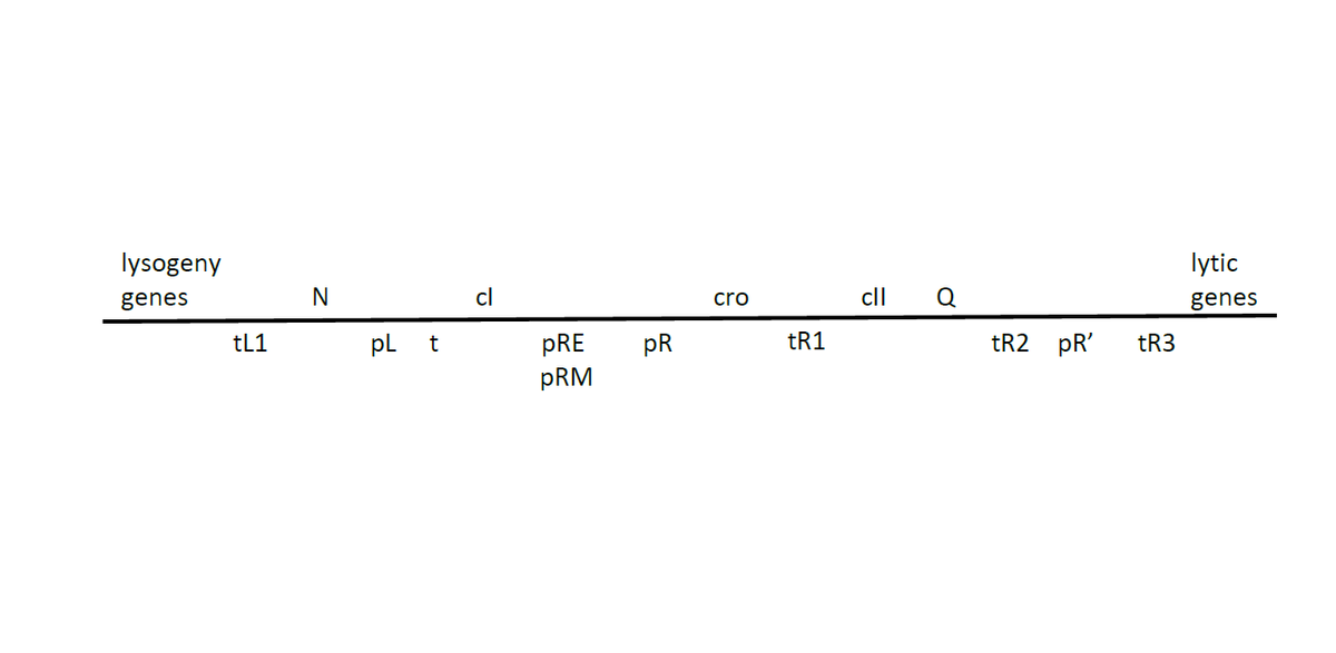 lysogeny
lytic
genes
N
cl
cro
cll
genes
tL1
pl t
pRE
pR
tR1
tR2 pR'
tR3
pRM
