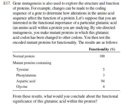 E17. Gene mutagenesis is also used to explore the structure and function
of proteins. For example, changes can be made to the coding
sequence of a gene to determine how alterations in the amino acid
sequence affect the function of a protein. Let's suppose that you are
interested in the functional importance of a particular glutamic acid
(an amino acid) within a protein you are studying. By site-directed
mutagenesis, you make mutant proteins in which this glutamic
acid codon has been changed to other codons. You then test the
encoded mutant proteins for functionality. The results are as follows:
Functionality (%)
Normal protein
100
Mutant proteins containing
Тугosine
Phenylalanine
3
Aspartic acid
94
Glycine
From these results, what would you conclude about the functional
significance of this glutamic acid within the protein?
