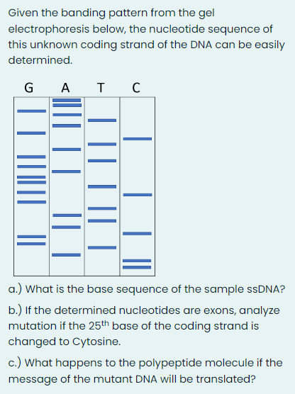 Given the banding pattern from the gel
electrophoresis below, the nucleotide sequence of
this unknown coding strand of the DNA can be easily
determined.
GATC
| | ||||||
||||| | || |
||
|
||| | ||
a.) What is the base sequence of the sample ssDNA?
b.) If the determined nucleotides are exons, analyze
mutation if the 25th base of the coding strand is
changed to Cytosine.
c.) What happens to the polypeptide molecule if the
message of the mutant DNA will be translated?