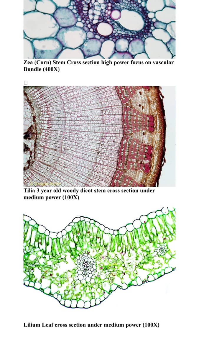Zea (Corn) Stem Cross section high power focus on vascular
Bundle (400X)
Tilia 3 year old woody dicot stem cross section under
medium power (100X)
Lilium Leaf cross section under medium power (100X)
