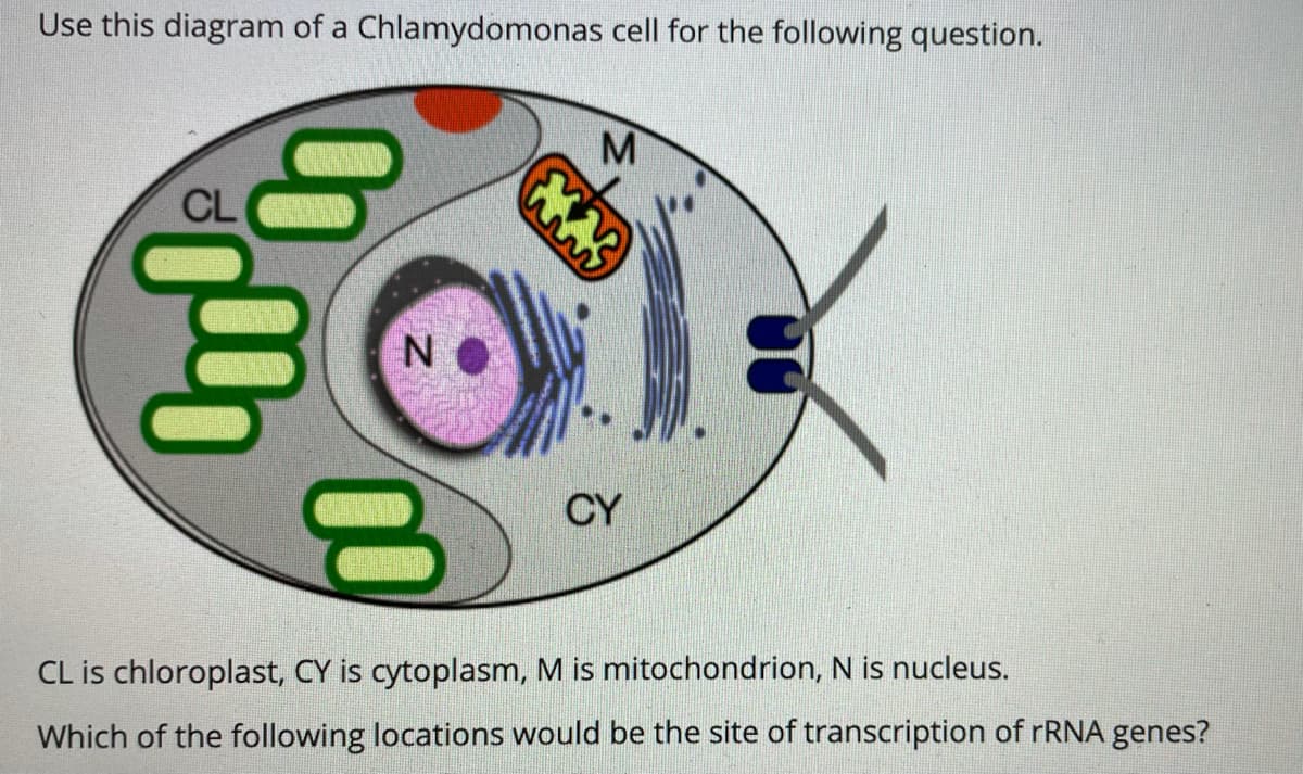 Use this diagram of a Chlamydomonas cell for the following question.
M
N
CY
CL is chloroplast, CY is cytoplasm, M is mitochondrion, N is nucleus.
Which of the following locations would be the site of transcription of rRNA genes?
