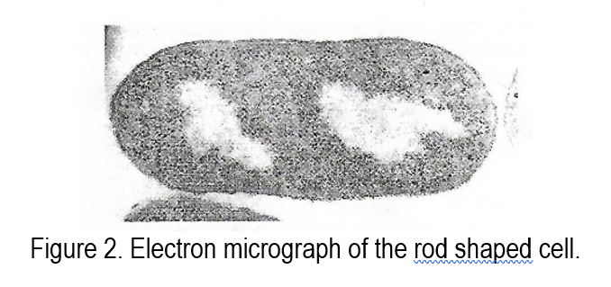 Figure 2. Electron micrograph of the rod shaped cell.
