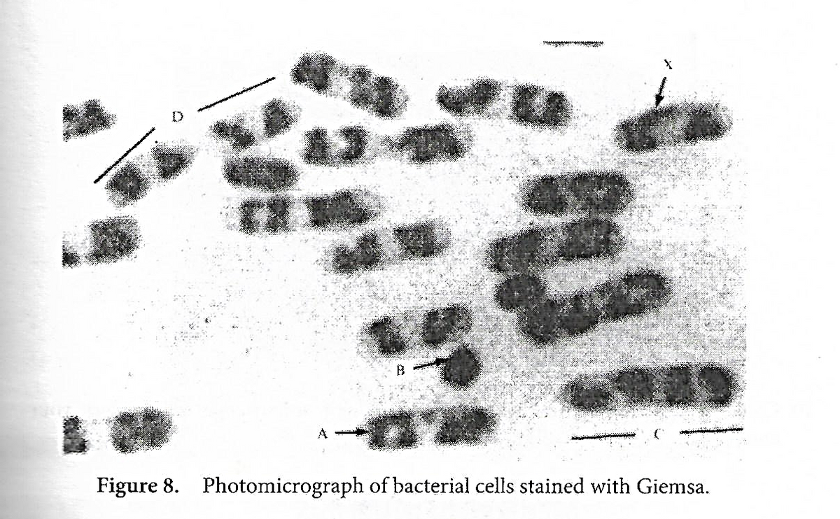 Figure 8. Photomicrograph of bacterial cells stained with Giemsa.
