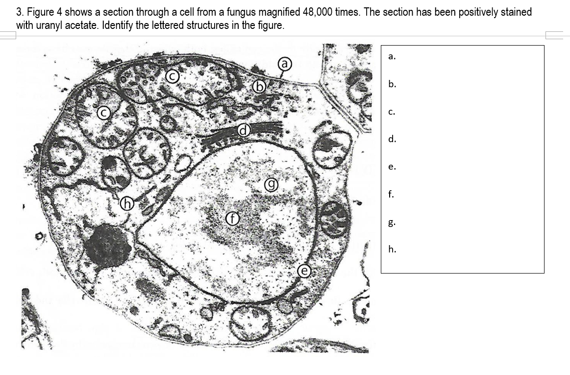 3. Figure 4 shows a section through a cell from a fungus magnified 48,000 times. The section has been positively stained
with uranyl acetate. Identify the lettered structures in the figure.
а.
b.
С.
d.
е.
f.
g.
h.
