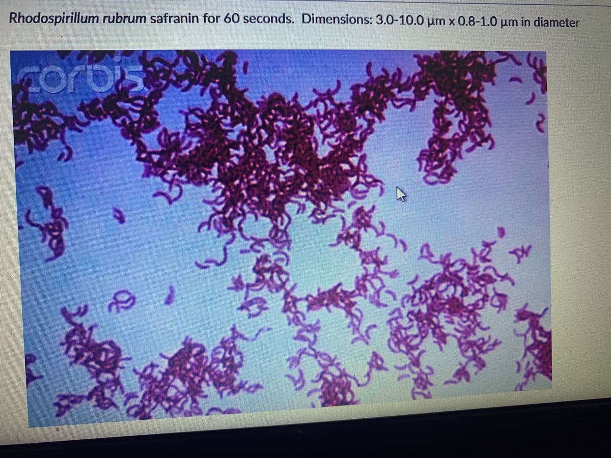 Rhodospirillum rubrum safranin for 60 seconds. Dimensions: 3.0-10.0 um x 0.8-1.0 µm in diameter
475
corbis
