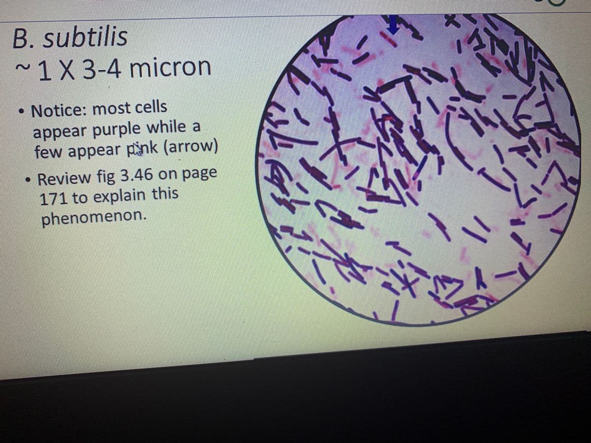 B. subtilis
~1X3-4 micron
• Notice: most cells
appear purple while a
few appear pink (arrow)
Review fig 3.46 on page
171 to explain this
phenomenon.
