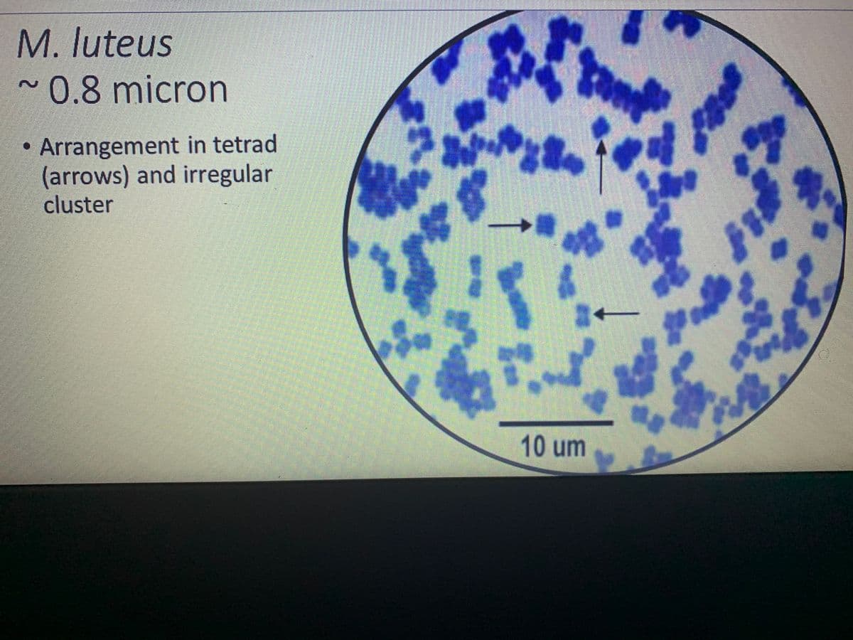 M. luteus
~0.8 micron
Arrangement in tetrad
(arrows) and irregular
cluster
10 um
