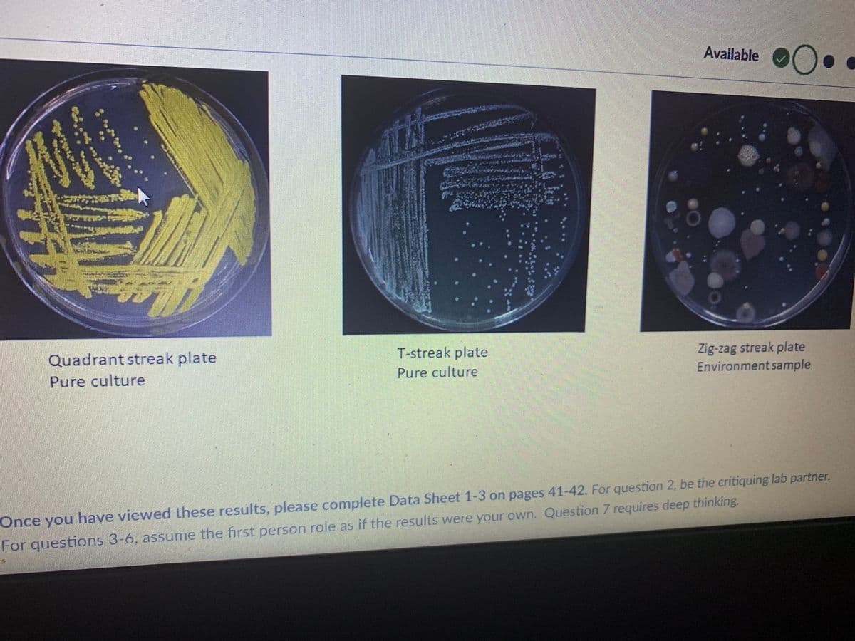 Available OO
Zig-zag streak plate
Environment sample
T-streak plate
Quadrant streak plate
Pure culture
Pure culture
Once you have viewed these results, please complete Data Sheet 1-3 on pages 41-42. For question 2, be the critiquing lab partner.
For questions 3-6, assume the first person role as if the results were your own. Question 7 requires deep thinking.
