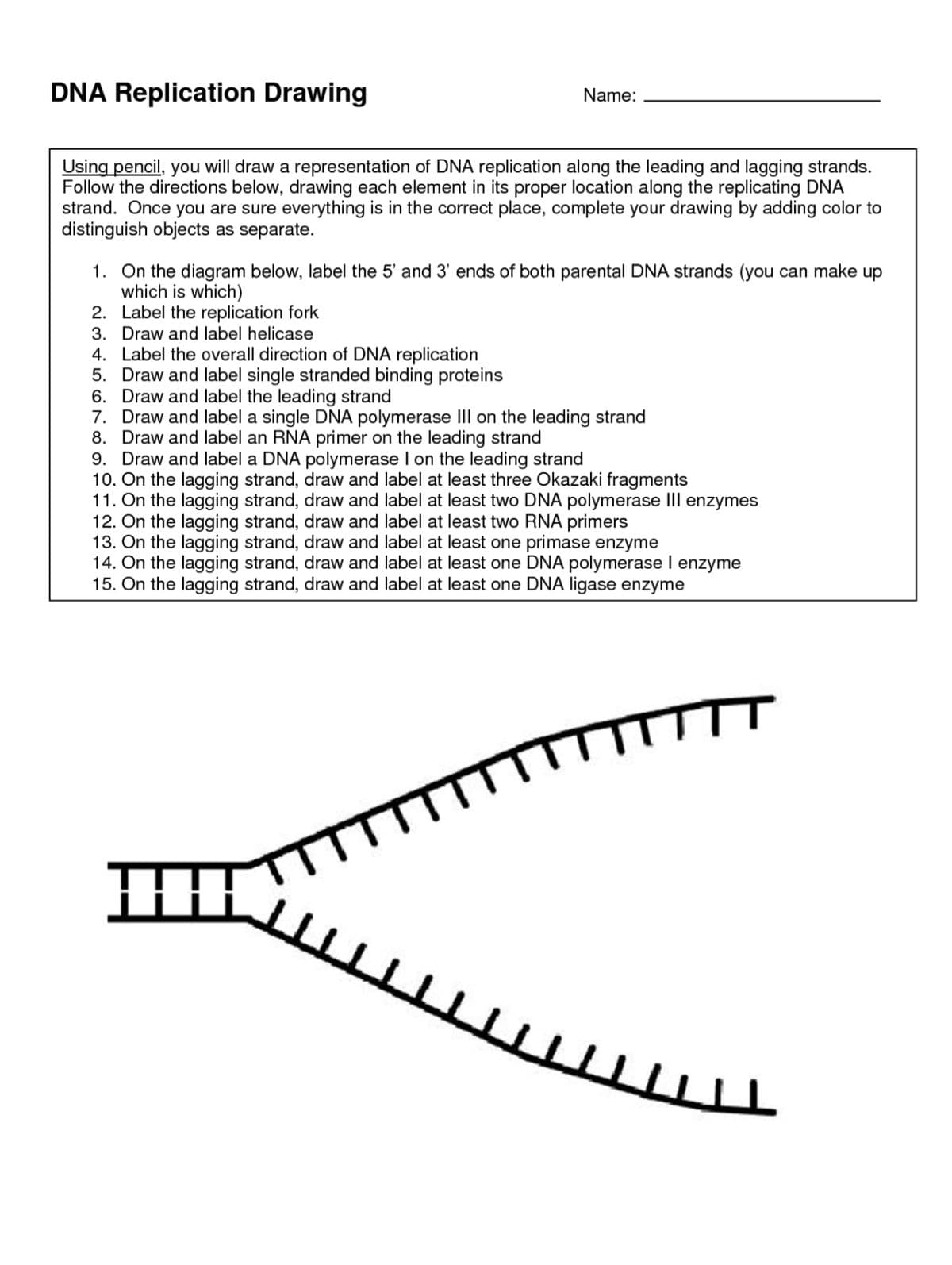 DNA Replication Drawing
Using pencil, you will draw a representation of DNA replication along the leading and lagging strands.
Follow the directions below, drawing each element in its proper location along the replicating DNA
strand. Once you are sure everything is in the correct place, complete your drawing by adding color to
distinguish objects as separate.
Name:
1. On the diagram below, label the 5' and 3' ends of both parental DNA strands (you can make up
which is which)
2. Label the replication fork
3.
Draw and label helicase
4. Label the overall direction of DNA replication
5.
Draw and label single stranded binding proteins
6.
Draw and label the leading strand
7. Draw and label a single DNA polymerase III on the leading strand
8. Draw and label an RNA primer on the leading strand
9. Draw and label a DNA polymerase I on the leading strand
10. On the lagging strand, draw and label at least three Okazaki fragments
11. On the lagging strand, draw and label at least two DNA polymerase III enzymes
12. On the lagging strand, draw and label at least two RNA primers
13. On the lagging strand, draw and label at least one primase enzyme
14. On the lagging strand, draw and label at least one DNA polymerase I enzyme
15. On the lagging strand, draw and label at least one DNA ligase enzyme
HH
U
TTTTT