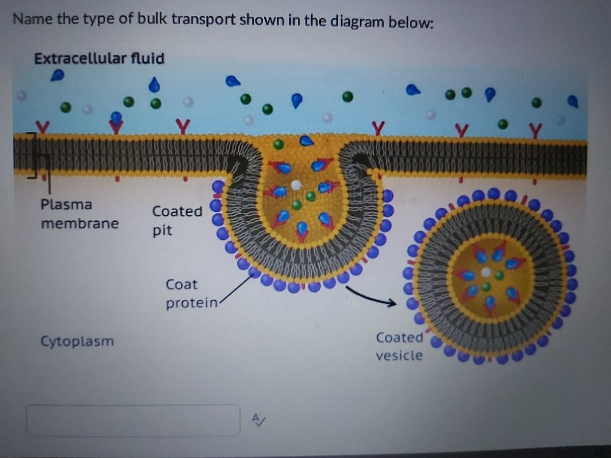 Name the type of bulk transport shown in the diagram below:
Extracellular fluid
Plasma
Coated
membrane
pit
Coat
protein-
Cytoplasm
Coated
vesicle
