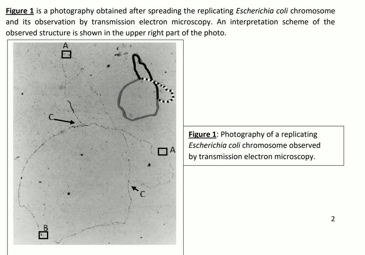 Figure 1 is a photography obtained after spreading the replicating Escherichia coli chromosome
and its observation by transmission electron microscopy. An interpretation scheme of the
observed structure is shown in the upper right part of the photo.
Figure 1: Photography of a replicating
Escherichia coli chromosome observed
by transmission electron microscopy.
2
