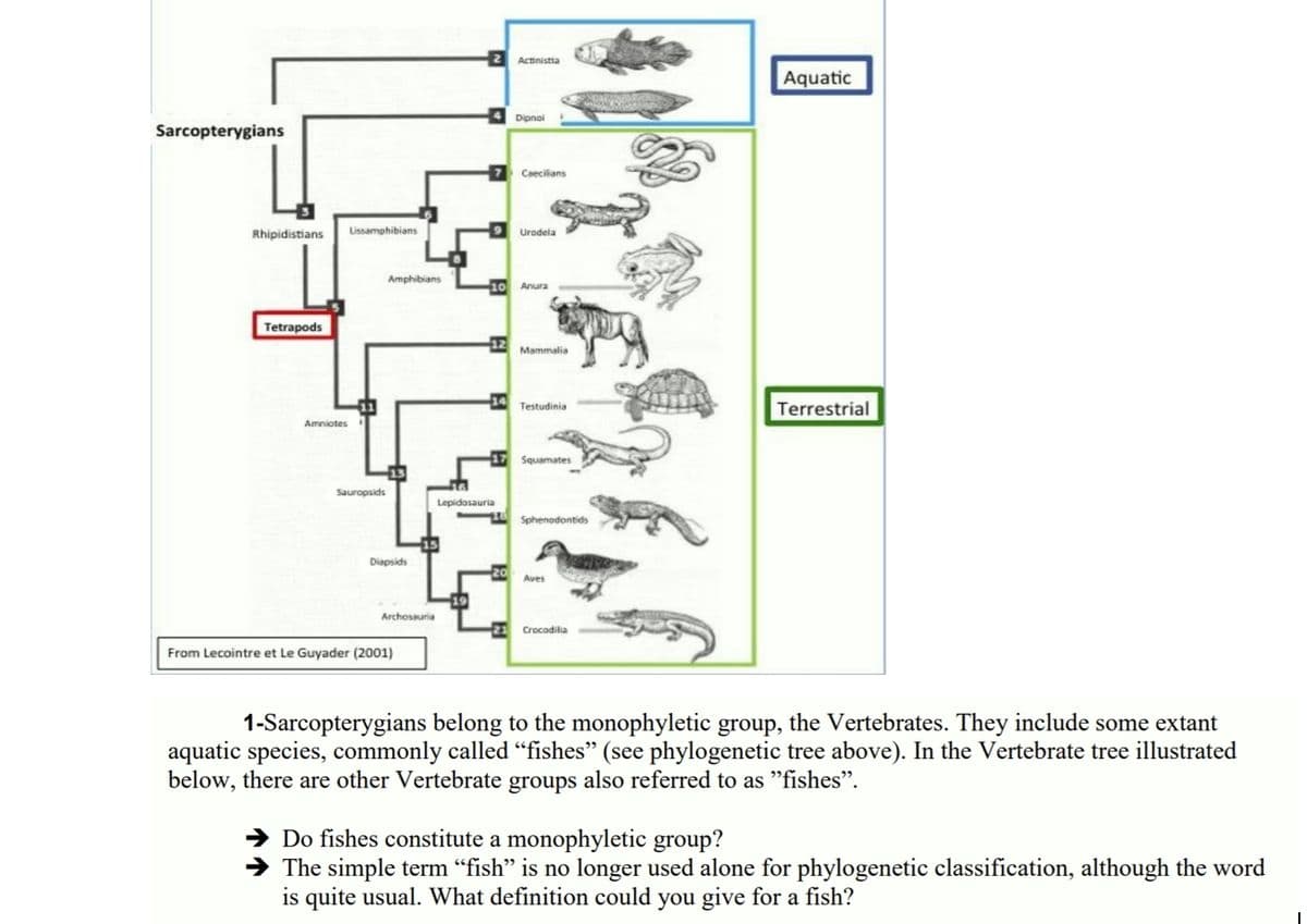 2 Actinistia
Aquatic
Dipnai
Sarcopterygians
7 Caeciians
Uissamphibians
Rhipidistians
Uradela
Amphibians
10 Anura
Tetrapods
12 Mammalia
14
Testudinia
Terrestrial
Amniotes
17 Squamates
Sauropsids
Lepidasauria
Sphenodontids
Diapsids
Aves
Archosauria
21 Crocodilia
From Lecointre et Le Guyader (2001)
1-Sarcopterygians belong to the monophyletic group, the Vertebrates. They include some extant
aquatic species, commonly called "fishes" (see phylogenetic tree above). In the Vertebrate tree illustrated
below, there are other Vertebrate groups also referred to as "fishes".
Do fishes constitute a monophyletic group?
→ The simple term “fish" is no longer used alone for phylogenetic classification, although the word
is quite usual. What definition could you give for a fish?
