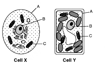 A
-B
Cell X
Cell Y
