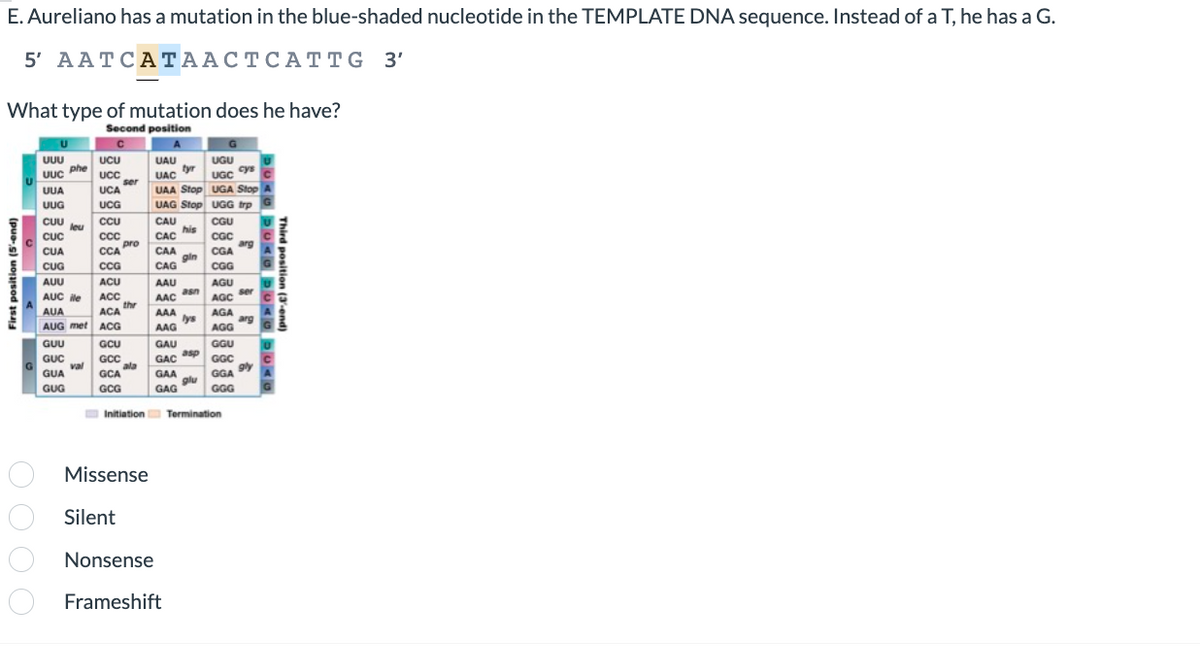 E. Aureliano has a mutation in the blue-shaded nucleotide in the TEMPLATE DNA sequence. Instead of a T, he has a G.
5' AATCATAACTCATTG 3'
What type of mutation does he have?
Second position
First position (5-end)
0000
UUU
UUC
UUA
UUG
CUU
Couleu
CUC
CUA
Gue
CUG
phe
AUU
AUC ile
AUA
AUG met
GUU
GUC
GUA
GUG
val
UCU
UCC
UCA
UCC
UCG
7
CCU
CCC
o pro
CCA
ser
CCG
ACU
ACU
ACC
ACA thr
ACA
ACG
GCU
GCC
GCA ala
GCG
UAU
tyr
UAC
UAA Stop
UAG Stop
his
CAU
CAC
CAL
CAA
CAG
CAG
AAU
AAC
640 asn
AAA
AAA
AAG
AAG
gin
GAA
GAG
GAU
GAC asp
lys
Missense
Silent
Nonsense
Frameshift
glu
UGU
cys
UGC
UGA Stop A
UGG trp
CGU
CGC
CO arg
CGA
Coo
CGG
AGU
o
AGC
ACA
AGA
AGC arg
AGG
com
GGU
ser
Initiation Termination
GGC
GGA 9ly
GGG
DUMU DUAU DUAU DUA
Third position (3-end)