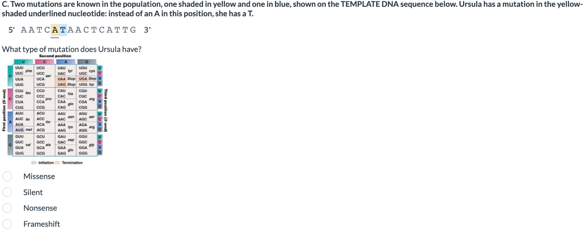 C. Two mutations are known in the population, one shaded in yellow and one in blue, shown on the TEMPLATE DNA sequence below. Ursula has a mutation in the yellow-
shaded underlined nucleotide: instead of an A in this position, she has a T.
5' AATCATAACTCATTG
3'
What type of mutation does Ursula have?
Second position
First position (5
000 0
UUU
UUC phe
UUA
UUG
COU leu
CỰU
CUC
CUA
COO
CUG
ADO
AUU
AUC ile
nov
AUA
AUG met
GUU
GUC
GUA
GUG
val
UCU
UCC
UCA ser
UCA
UCG
COU
CCU
cce
CCC
CCA pro
CCA
CCG
ACU
www
ACC
ACA
ACG
GCU
GCC
GCA
GCG
thr
ala
UAU
tyr
UAC
UAA Stop
UAG Stop
CAU
CAC his
CAC
CAA
gin
CAG
AAU
AAC asn
AAC
AAA
lys
AAG
GAU
GAC asp
glu
GAA
GAG
UGU
UGC cys
UGA Stop
UGG trp
CGU
Missense
Silent
Nonsense
Frameshift
CGC
CGA arg
CGA
CGG
AGU
AGC
AGA
AGG
GGU
GGC
GGA
GGG
Initiation Termination
ser
arg
gly
DUAG DUMU DUAU DUAG
Third position (3-end)