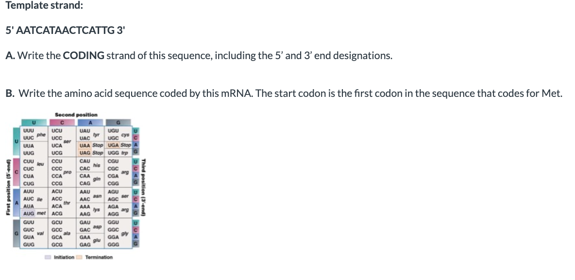 Template strand:
5' AATCATAACTCATTG 3'
A. Write the CODING strand of this sequence, including the 5' and 3' end designations.
B. Write the amino acid sequence coded by this mRNA. The start codon is the first codon in the sequence that codes for Met.
First position (5'-end)
U
<
G
บบบ
UUC phe
UUA
UUG
CUU
Couleu
CUC
Coc
CUA
CUG
AUU
AUG
AUC ile
GUU
GUC
GUA
GUG
Second position
C
UCU
UCC
UCA
UCG
val
CCU
co
CCC
CCA
000
CCG
ACU
ACC
ACC
AUA
ACA thr
AUA
ACA
AUG met ACG
GCU
GCC
ser
GCA
GCG
pro
ala
UAU
ORD tyr
UAC
UAA Stop
UAG Stop
CAU
CAC
CAA
CAG
-
AAU
AAC
www
AAA
10 asn
AAG
7
his
GAU
GAC
GAA
GAG
gin
}|
lys
asp
glu
UGU
UGC cys
UGA Stop
UGG trp
CGU
C00
CGC
CGA
000
CGG
AGU
AGC
ACA
AGA
AGG
GGU
GGC
GGA
GGG
Initiation Termination
arg
ser
arg
gly
DUAL SUAU
DUAU DUAG
Third position (3-end)