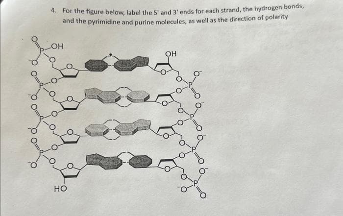 4. For the figure below, label the 5' and 3' ends for each strand, the hydrogen bonds,
and the pyrimidine and purine molecules, as well as the direction of polarity
LOH
HO
OH