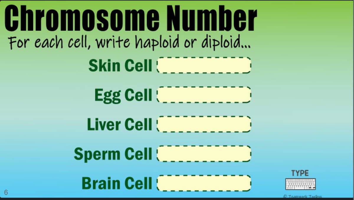 Chromosome Number
For each cell, write haploid or diploid.
Skin Cell{
Egg Cell
Liver Cell
Sperm Cell:
ΤΥΡE
Brain Cell
6.
OTeamwork Toolkox
