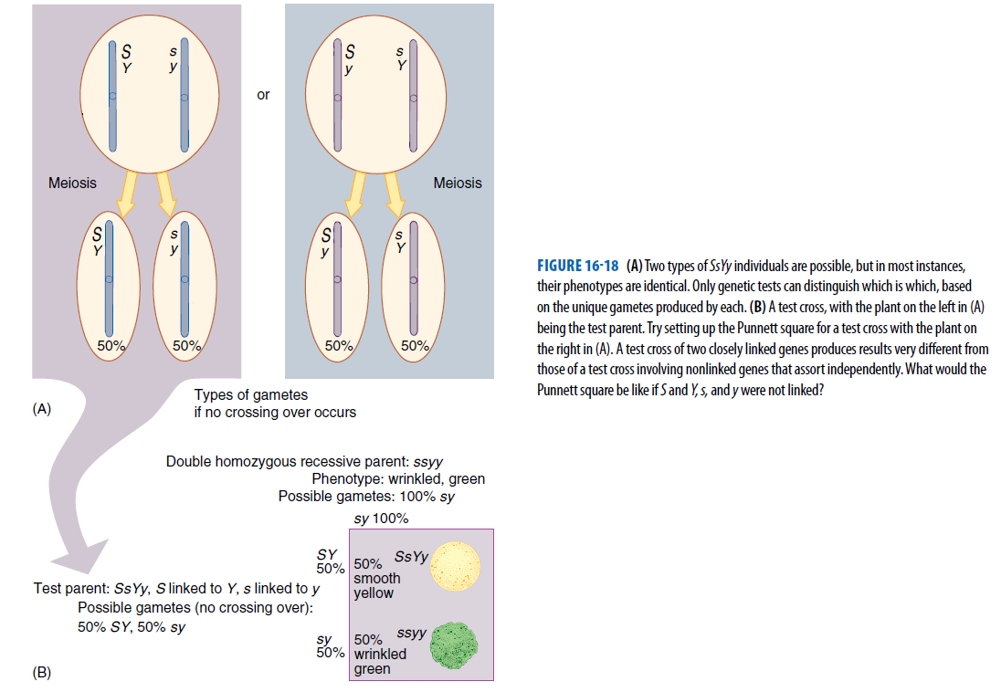 Y
y
Meiosis
Meiosis
FIGURE 16-18 (A) Two types of SsYy individuals are possible, but in most instances,
their phenotypes are identical. Only genetic tests can distinguish which is which, based
on the unique gametes produced by each. (B) A test cross, with the plant on the left in (A)
being the test parent. Try setting up the Punnett square for a test cross with the plant on
the right in (A). A test cross of two closely linked genes produces results very different from
those of a test cross involving nonlinked genes that assort independently. What would the
Punnett square be like if S and Y, s, and y were not linked?
50%
50%
50%,
50%
Types of gametes
if no crossing over occurs
(A)
Double homozygous recessive parent: ssyy
Phenotype: wrinkled, green
Possible gametes: 100% sy
sy 100%
50% 50% Ss Yy
smooth
SY
Test parent: Ss Yy, S linked to Y, s linked to y
yellow
Possible gametes (no crossing over):
50% SY, 50% sy
sy
50% ssyy
50% wrinkled
(B)
green
