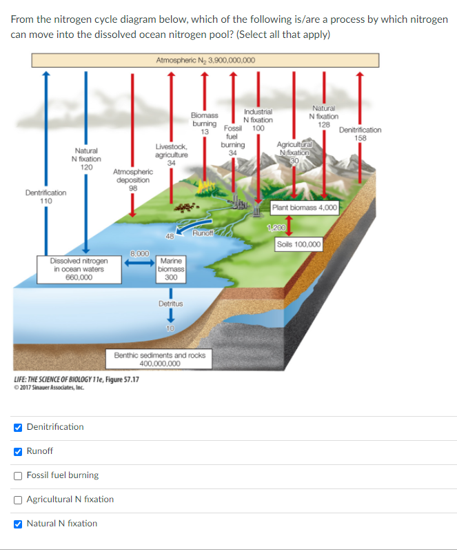 From the nitrogen cycle diagram below, which of the following is/are a process by which nitrogen
can move into the dissolved ocean nitrogen pool? (Select all that apply)
Atmospheric N, 3,900,000,000
Natural
N fixation
128
Industrial
Biomass
burning Fossil 100
13
N fixation
Denitrification
158
fuel
Natural
N fixation
120
Livestock,
agriculture
34
burning
34
Agricultural
N fixation
30
Atmospheric
deposition
98
Dentrification
110
Plant biomass 4,000
Runoft
1200
Sols 100,000
8,000
Dissolved nitrogen
in ocean waters
660,000
Marine
biomass
300
Detritus
10
Benthic sediments and rocks
400,000,000
LIFE: THE SCIENCE OF BIOLOGY 11e, Figure 57.17
0 2017 Sinauer Associates, Inc.
Denitrification
Runoff
Fossil fuel burning
O Agricultural N fixation
V Natural N fixation
