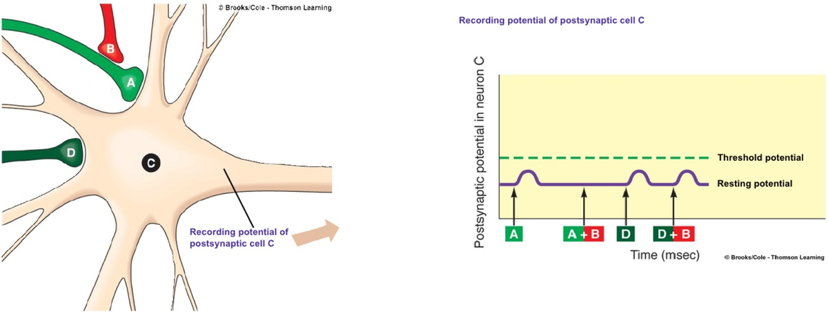 O Brooks/Cole - Thoms on Learning
Recording potential of postsynaptic cell C
Threshold potential
Resting potential
Recording potential of
postsynaptic cell C
A+B
D
D+B
Time (msec)
© Brooks/Cole - Thomson Learming
Postsynaptic potential in neuron C
