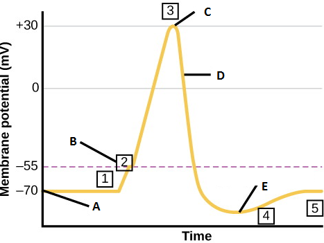 3
C
+30
D
B
-55
-70
E
A
5
4
Time
Membrane potential (mV)
