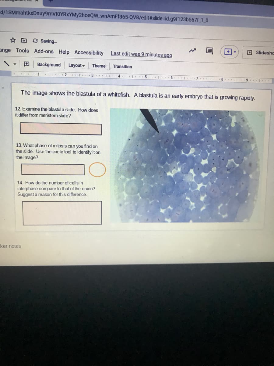 d/1SMmahtkxDnuy9mVIOYRxYMy2hoeQW_wnAmFf365-QV8/edit#slide-id.g9f123b567f 1_0
☆回
3 Saving..
D Slideshc
ange Tools Add-ons Help Accessibility
Last edit was 9 minutes ago
田
Background
Layout -
Theme
Transition
|. 1 2. 3
I 4 5. 6.
8 9. .
The image shows the blastula of a whitefish. A blastula is an early embryo that is growing rapidly.
12. Examine the blastula slide. How does
it differ from meristem slide?
13. What phase of mitosis can you find on
the slide. Use the circle tool to identify it on
the image?
14. How do the number of cells in
interphase compare to that of the onion?
Suggest a reason for this difference.
ker notes
