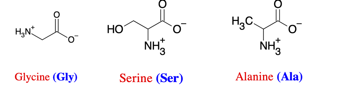 I
H₂N+
Glycine (Gly)
HO
NH
O
Serine (Ser)
H₂C
NH
O
Alanine (Ala)