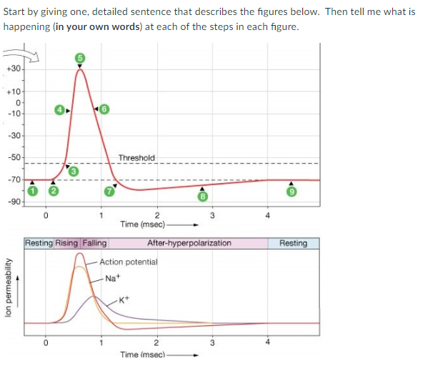 Start by giving one, detailed sentence that describes the figures below. Then tell me what is
happening (in your own words) at each of the steps in each figure.
+30
+10
-10-
-30
-50-
Threshold
-70
-90
2
3
Time (msec)-
Resting Rising Falling
After-hyperpolarization
Resting
Action potential
Nat
K+
2
Time (msec)-
lon permeability
