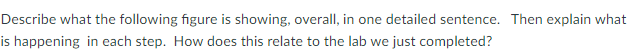 Describe what the following figure is showing, overall, in one detailed sentence. Then explain what
is happening in each step. How does this relate to the lab we just completed?
