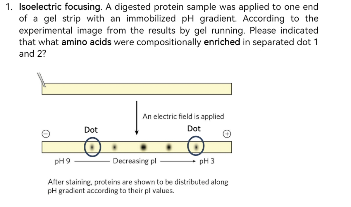 1. Isoelectric focusing. A digested protein sample was applied to one end
of a gel strip with an immobilized pH gradient. According to the
experimental image from the results by gel running. Please indicated
that what amino acids were compositionally enriched in separated dot 1
and 2?
pH 9
Dot
An electric field is applied
Dot
Decreasing pl
pH 3
After staining, proteins are shown to be distributed along
pH gradient according to their pl values.