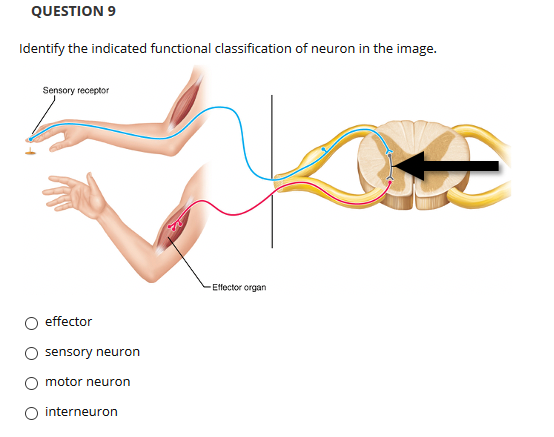 QUESTION 9
Identify the indicated functional classification of neuron in the image.
Sensory receptor
-Effector organ
effector
sensory neuron
motor neuron
O interneuron
