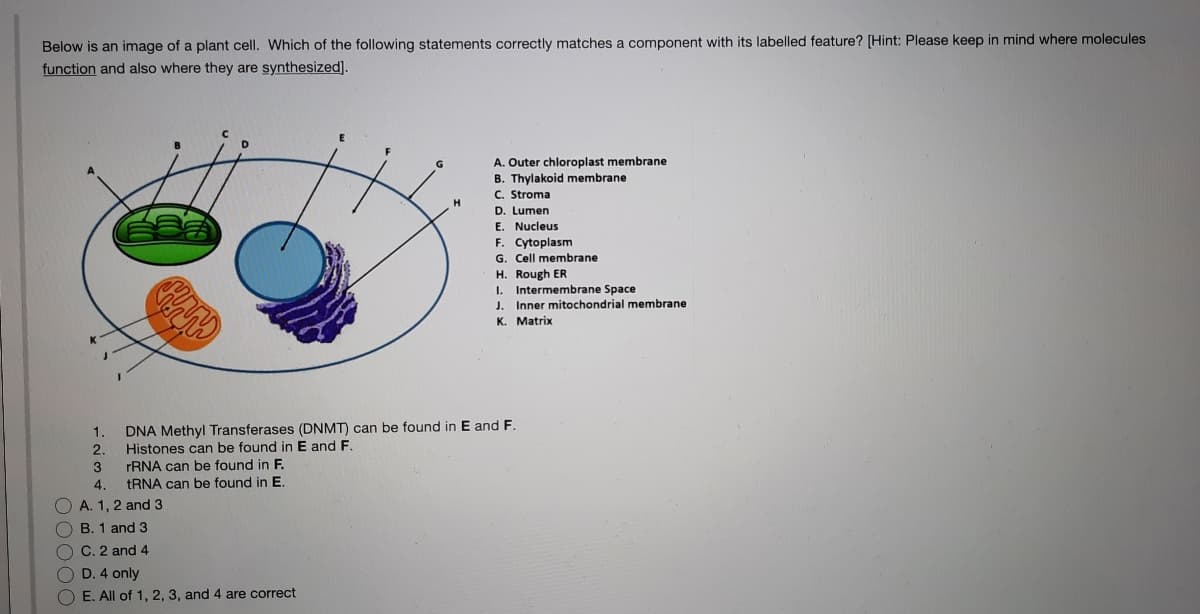 Below is an image of a plant cell. Which of the following statements correctly matches a component with its labelled feature? [Hint: Please keep in mind where molecules
function and also where they are synthesized].
A. Outer chloroplast membrane
B. Thylakoid membrane
C. Stroma
D. Lumen
E Nucleus
E.
F. Cytoplasm
membrane
Cll
H. Rough ER
I.
Intermembrane Space
J.
Inner mitochondrial membrane
K. Matrix
DNA Methyl Transferases (DNMT) can be found in E and F.
Histones can be found in E and F.
1.
2.
3
rRNA can be found in F.
4.
TRNA can be found in E.
O A. 1, 2 and 3
O B. 1 and 3
O C. 2 and 4
D. 4 only
O E. All of 1, 2, 3, and 4 are correct
