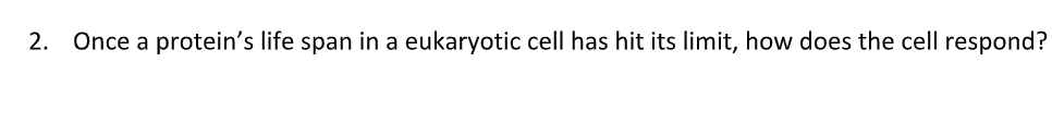 2. Once a protein's life span in a eukaryotic cell has hit its limit, how does the cell respond?
