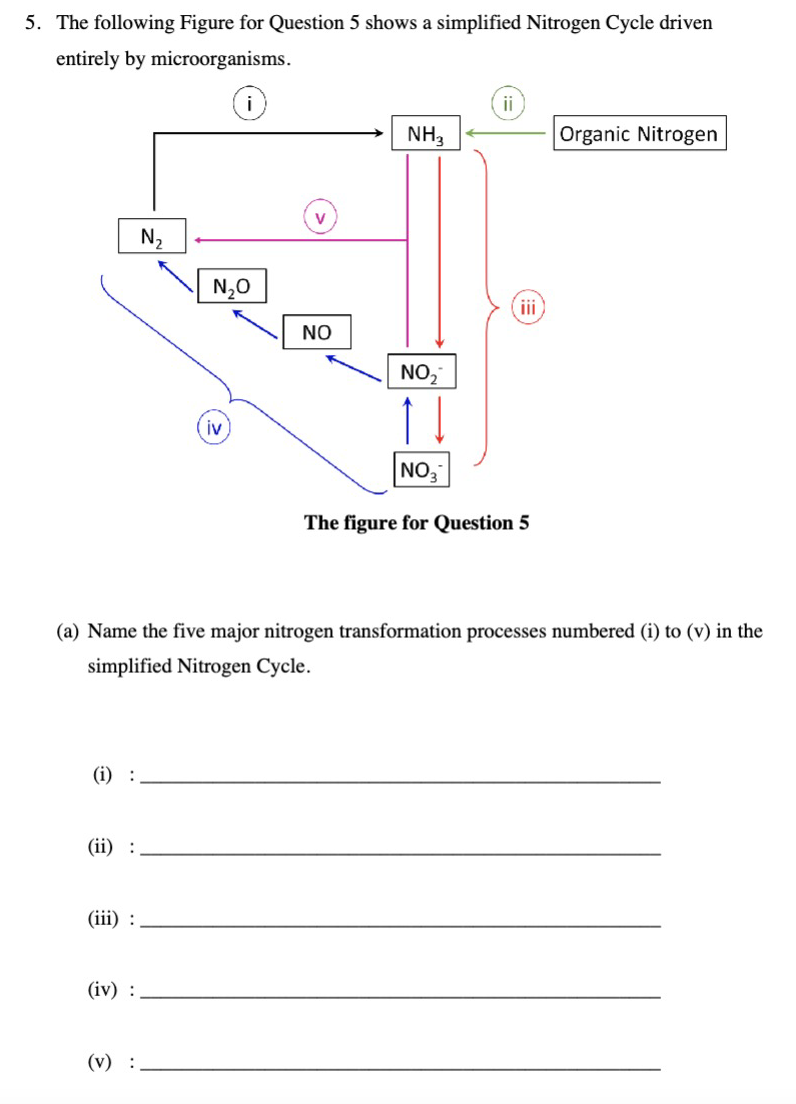 5. The following Figure for Question 5 shows a simplified Nitrogen Cycle driven
entirely by microorganisms.
(i) :
(ii) :
(iii) :
(iv) :
N₂
(V) :
N₂O
iv
NO
NH3
NO₂
(a) Name the five major nitrogen transformation processes numbered (i) to (v) in the
simplified Nitrogen Cycle.
ii
iii
NO₂
The figure for Question 5
Organic Nitrogen