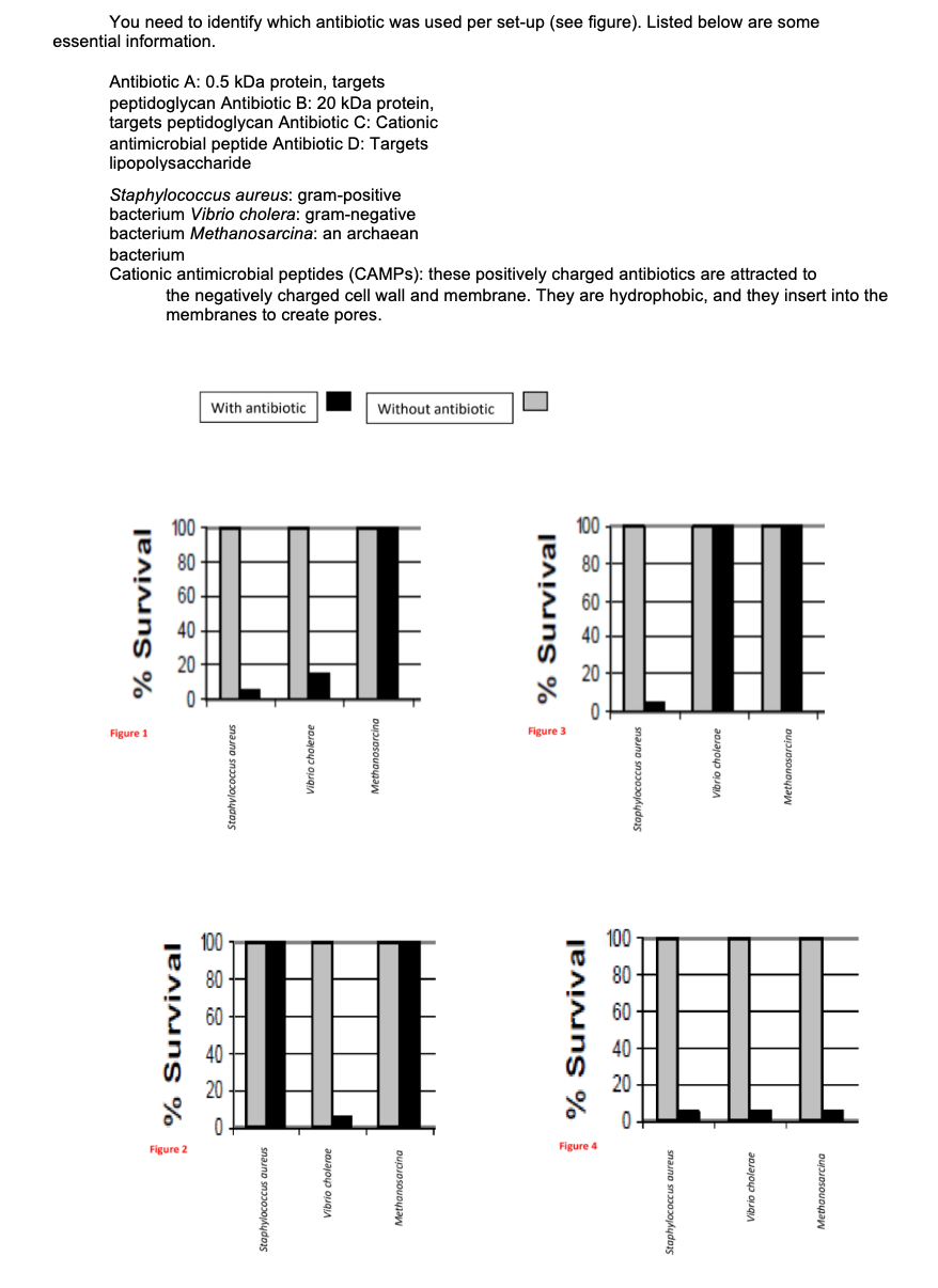 You need to identify which antibiotic was used per set-up (see figure). Listed below are some
essential information.
Antibiotic A: 0.5 kDa protein, targets
peptidoglycan Antibiotic B: 20 kDa protein,
targets peptidoglycan Antibiotic C: Cationic
antimicrobial peptide Antibiotic D: Targets
lipopolysaccharide
Staphylococcus aureus: gram-positive
bacterium Vibrio cholera: gram-negative
bacterium Methanosarcina: an archaean
bacterium
Cationic antimicrobial peptides (CAMPS): these positively charged antibiotics are attracted to
the negatively charged cell wall and membrane. They are hydrophobic, and they insert into the
membranes to create pores.
With antibiotic
Without antibiotic
100
100
80-
80
60
60
40
40
20
Figure 1
Figure 3
100
100
80
80
60
60
40
20
20
Figure 2
Figure 4
% Survival
| % Survival
aphylococcus aureus
Staphylococcus aureus
E
Vibrio cholerae
Vibrio cholerae
lethanosarcina
Methanosarcina
! % Survival
| % Survival
-- ▬▬-
Staphylococcus aureus
snajno sna300jdydos
Vibrio cholerae
Vibrio cholerae
Methanosarcing
Methanosarcina
