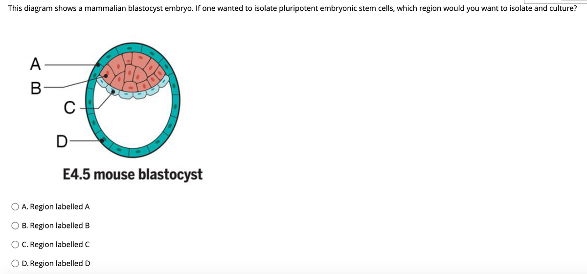 This diagram shows a mammalian blastocyst embryo. If one wanted to isolate pluripotent embryonic stem cells, which region would you want to isolate and culture?
A
В
C
E4.5 mouse blastocyst
A. Region labelled A
B. Region labelled B
C. Region labelled C
D. Region labelled D
