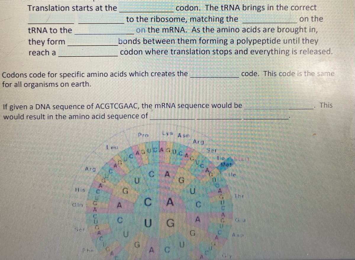 Translation starts at the
codon. The TRNA brings in the correct
to the ribosome, matching the
on the mRNA. As the amino acids are brought in,
bonds between them forming a polypeptide until they
codon where translation stops and everything is released.
on the
TRNA to the
they form
reach a
code. This code is the same
Codons code for specific amino acids which creates the
for all organisms on earth.
If given a DNA sequence of ACGTCGAAC, the mRNA sequence would be
would result in the amino acid sequence of
This
Lys Ase
Arg.
Pro
Arg
CAG
He
His
Thr
C A
Gin
U G
Ser
A C
