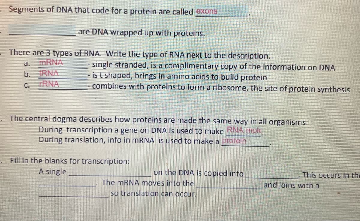 Segments of DNA that code for a protein are called exons
are DNA wrapped up with proteins.
There are 3 types of RNA. Write the type of RNA next to the description.
MRNA
tRNA
TRNA
- single stranded, is a complimentary copy of the information on DNA
ist shaped, brings in amino acids to build protein
- combines with proteins to form a ribosome, the site of protein synthesis
a.
b.
C.
. The central dogma describes how proteins are made the same way in all organisms:
During transcription a gene on DNA is used to make RNA mole,
During translation, info in mRNA is used to make a protein
Fill in the blanks for transcription:
A single
on the DNA is copied into
This occurs in the
The mRNA moves into the
and joins with a
so translation can occur.
