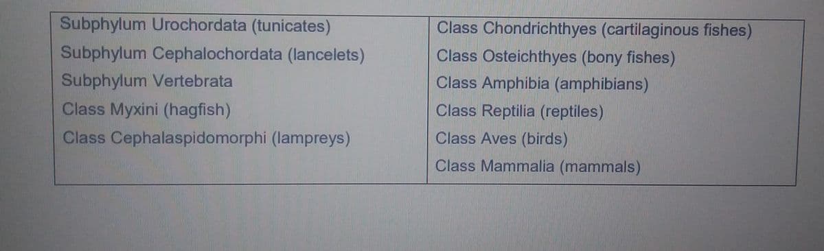 Subphylum Urochordata (tunicates)
Class Chondrichthyes (cartilaginous fishes)
Subphylum Cephalochordata (lancelets)
Class Osteichthyes (bony fishes)
Class Amphibia (amphibians)
Subphylum Vertebrata
Class Myxini (hagfish)
Class Reptilia (reptiles)
Class Cephalaspidomorphi (lampreys)
Class Aves (birds)
Class Mammalia (mammals)
