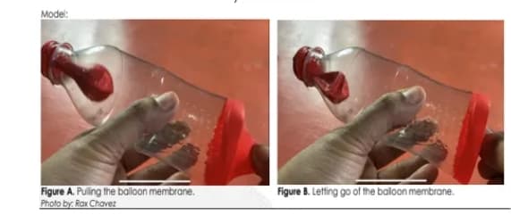 Model:
Figure A. Pulling the balloon membrane.
Photo by: Rax Chavez
Figure B. Letting go of the balloon membrane.