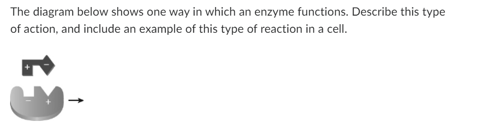 The diagram below shows one way in which an enzyme functions. Describe this type
of action, and include an example of this type of reaction in a cell.