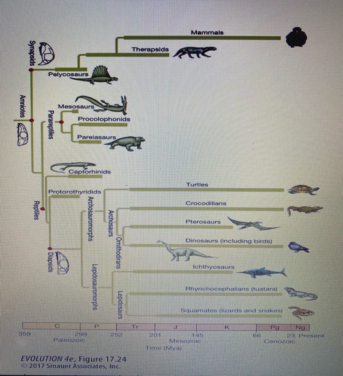 Mammals
ID
Pelycosaurs
Mesosaurs
Procolophonids
Parelasaurs
Captorhinids
Turtles
Protorothyridids
Crocodilians
Pterosaurs
Dinosaurs (including birds)
Ichthyosaurs
Rhynchocephalians (tuatara)
Squamates (lizards and snakes)
Tr
Ng
23 Present
Pg
359
299
Paleozoic
252
201
145
Mesozoic
66
Cenozoic
Time (Mya)
EVOLUTION 4e, Figure 17.24
2017 Sinauer Associates, Inc.
Omithodirans
Lepidosaurs
Archosaurs
Archosauromorphs
Lepidosauromorphs
Parareptiles
Diapsids
Reptiles
Synapsids
Amniotes
