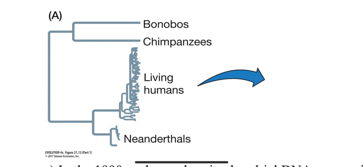 (A)
Bonobos
Chimpanzees
Living
humans
Neanderthals
EVOLUTION 4e, Figure 21.13 (Part 1)
© 2017 Sinauer Associates, Inc.
