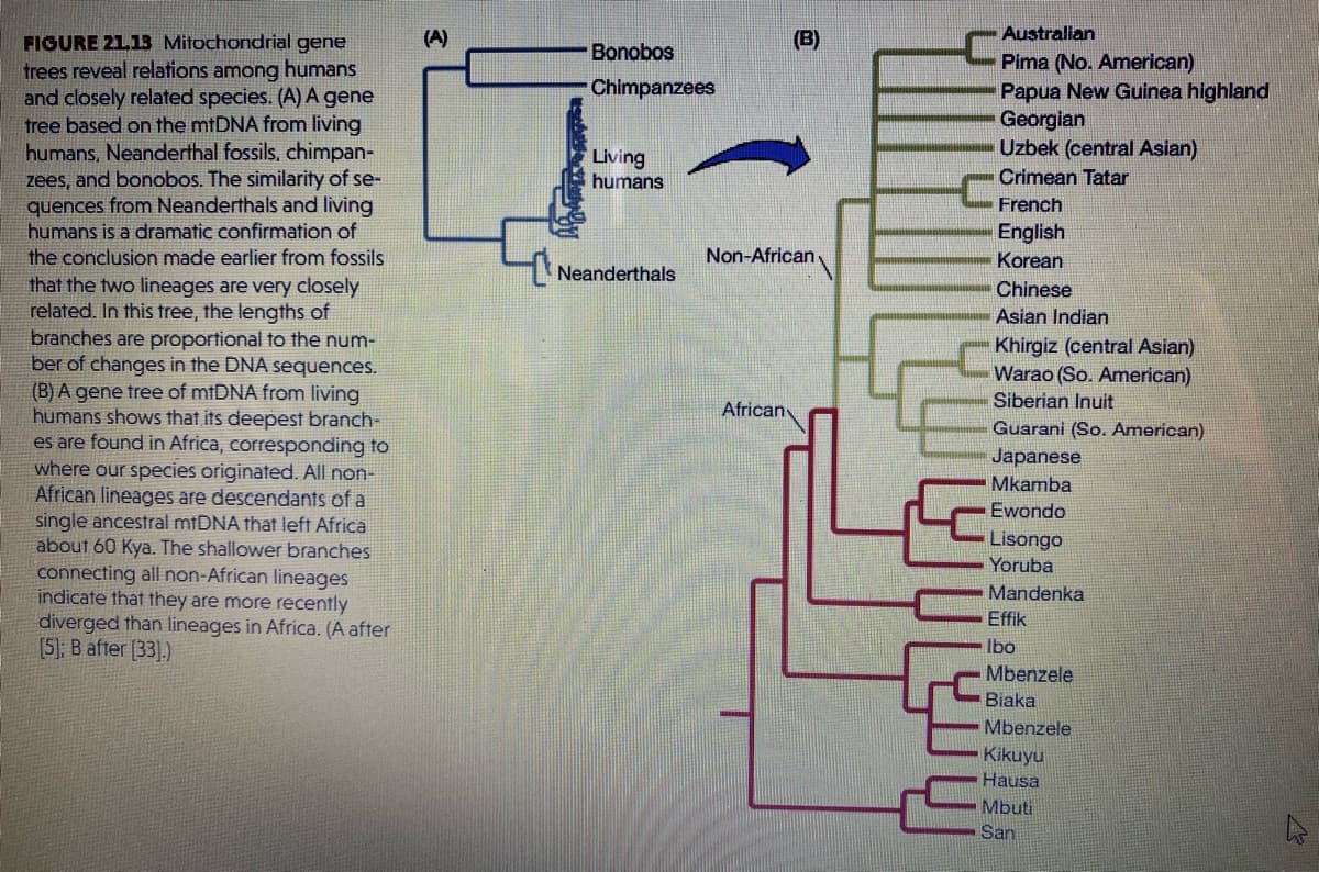 (A)
(B)
Australian
FIGURE 2113 Mitochondrial gene
trees reveal relations among humans
and closely related species. (A) A gene
tree based on the mtDNA from living
humans, Neanderthal fossils, chimpan-
zees, and bonobos. The similarity of se-
quences from Neanderthals and living
humans is a dramatic confirmation of
the conclusion made earlier from fossils
that the two lineages are very closely
related. In this tree, the lengths of
branches are proportional to the num-
ber of changes in the DNA sequences.
(B) A gene tree of mtDNA from living
humans shows that its deepest branch-
es are found in Africa, corresponding to
where our species originated. All non-
African lineages are descendants of a
single ancestral mtDNA that left Africa
about 60 Kya. The shallower branches
connecting all non-African lineages
indicate that they are more recently
diverged than lineages in Africa. (A after
[5], B after [33].)
Bonobos
Pima (No. American)
Papua New Guinea highland
Georgian
Uzbek (central Asian)
Chimpanzees
Living
humans
Crimean Tatar
French
English
Non-African
Korean
Neanderthals
Chinese
Asian Indian
Khirgiz (central Asian)
Warao (So. American)
Siberian Inuit
African
Guarani (So. American)
Japanese
Mkamba
Ewondo
Lisongo
Yoruba
Mandenka
Effik
Ibo
Mbenzele
Biaka
Mbenzele
Kikuyu
Hausa
Mbuti
San
